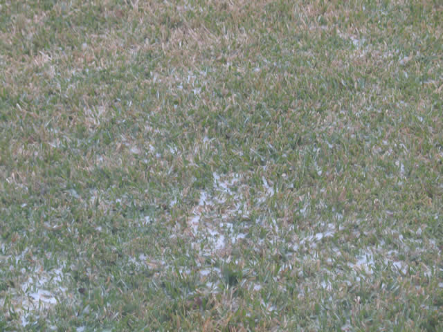 Austin "Snowdrifts"